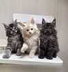 Продам: мейн кун (ВОТСАПП +79861722996)