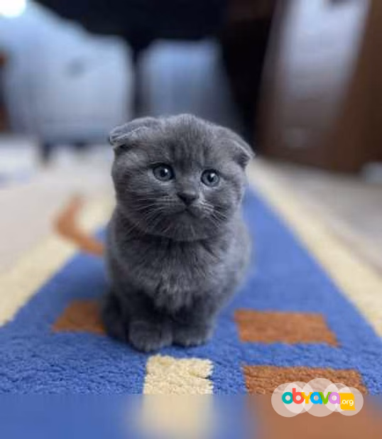 Шотландские котята 