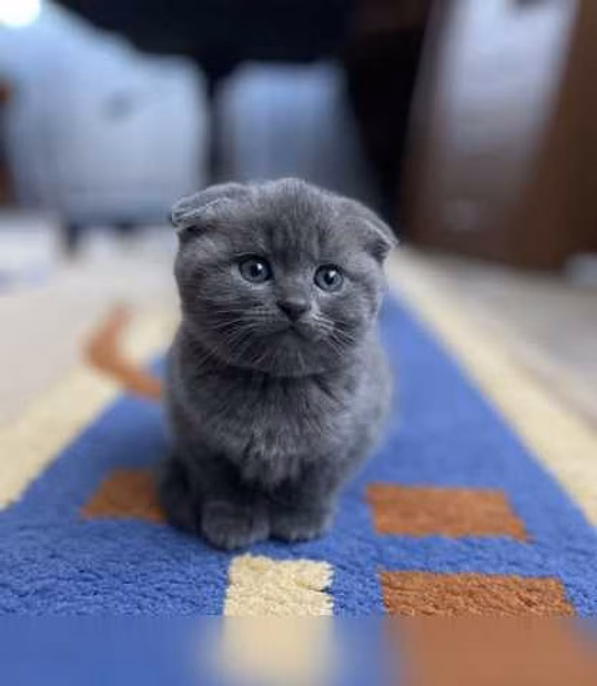 Шотландские котята 