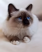Священная бирма-котята разных окрасов