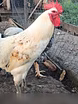 Продам: петухи в Коврове