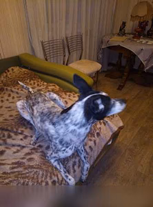 Предложение: отдам в хорошие руки в Чите