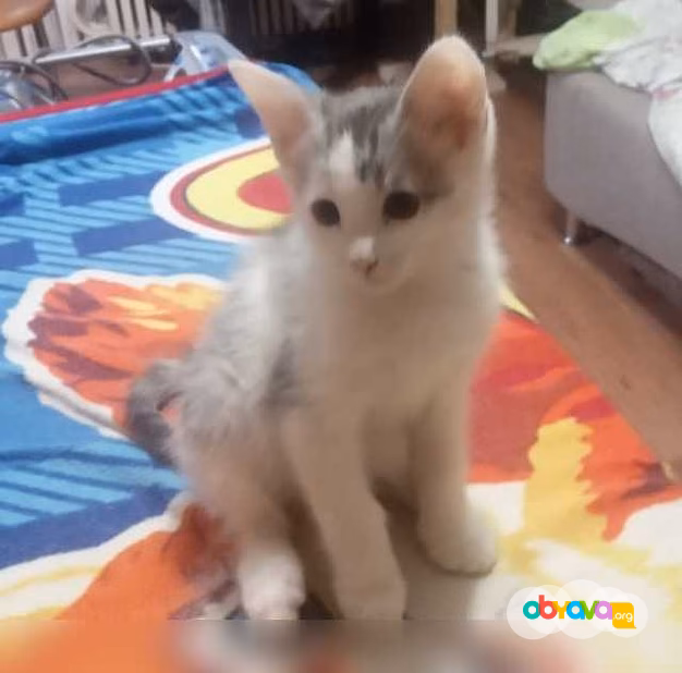 Предложение: котята в добрые руки в Тольятти