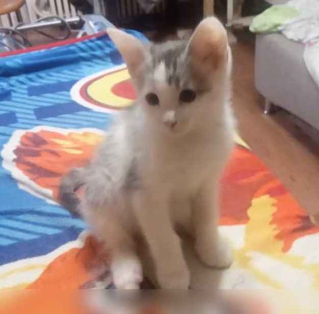 Предложение: котята в добрые руки в Тольятти